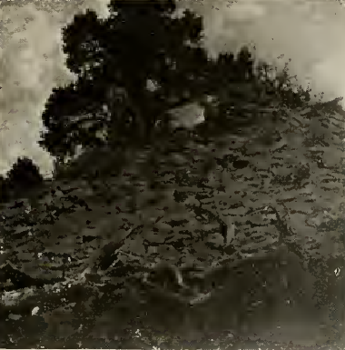 house mound on mesa